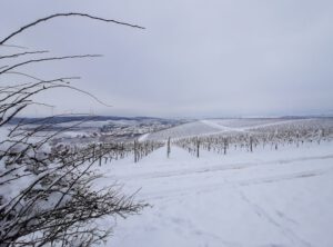 Winterwonderland in Rheinhessen